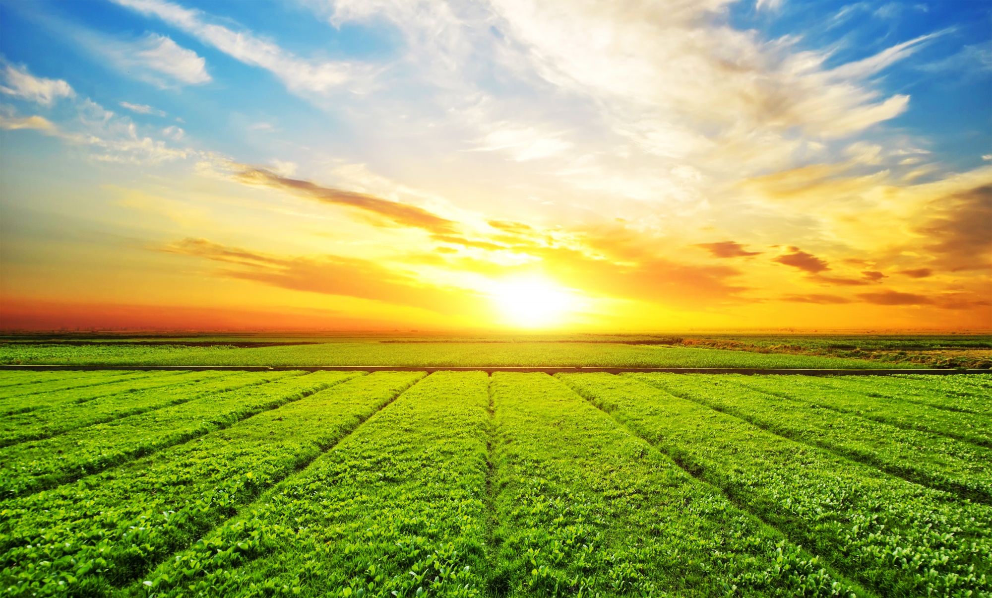 Agricultural Enterprises